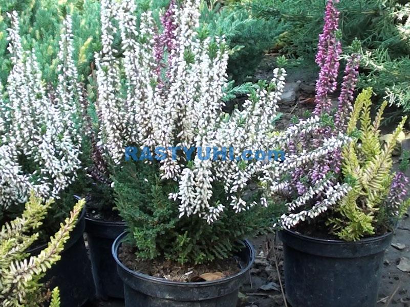 Как выбрать саженец вереска Саженцы вереска