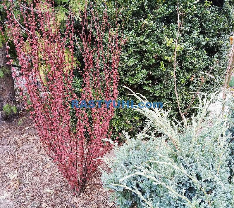 Обрезка барбарисов колоновидной формы Видео обрезка колоновидного барбариса