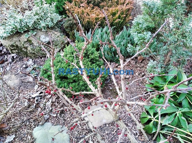 Стрижка барбариса кустовой формы Видео обрезка куста барбариса