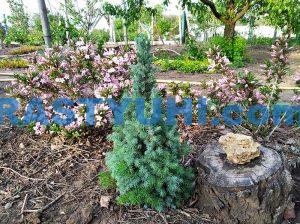 Особенности выращивания ели канадской Conica el-kanadskaya-blue-wonder