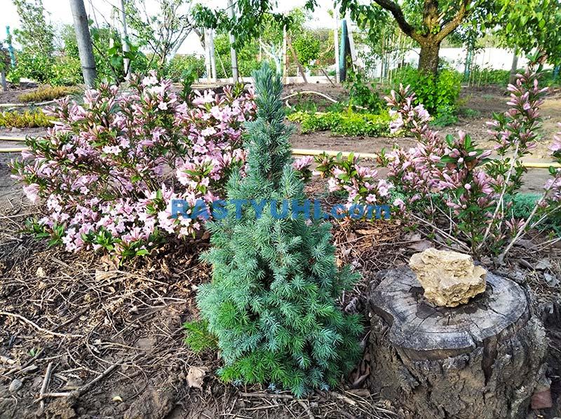 Особенности выращивания ели канадской Conica Ель канадская Blue wonder