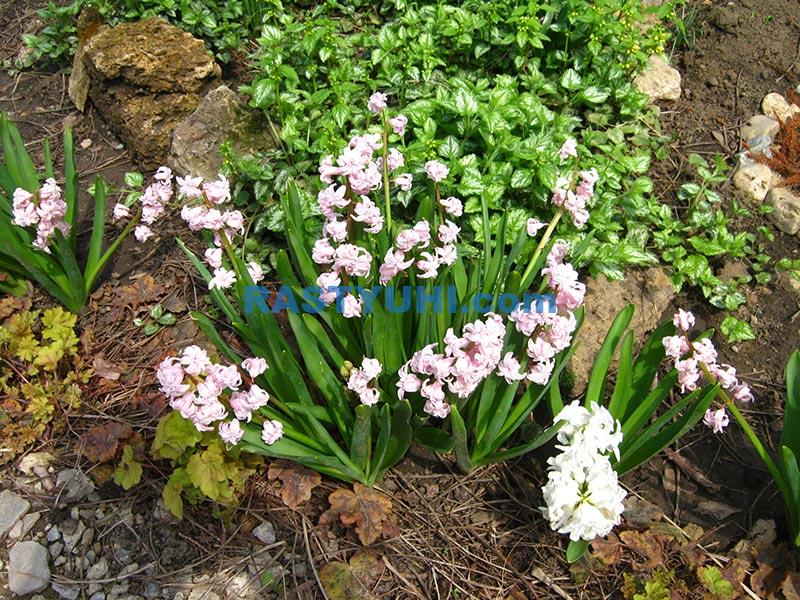 Гиацинты в моем саду Гиацинт видео