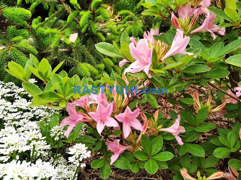 Азалии: японские и листопадные Азалии: японские и листопадные