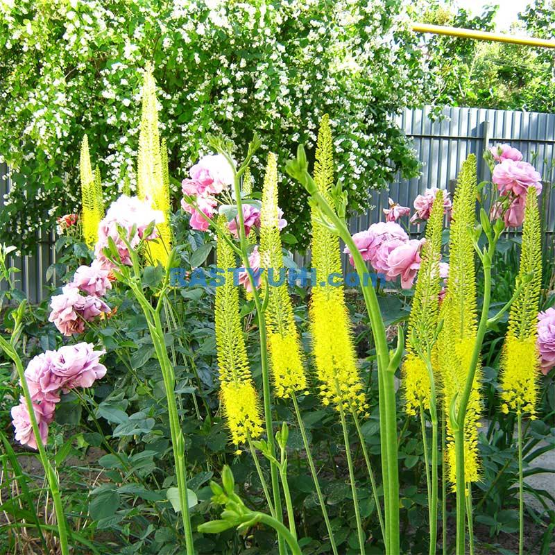 Эремурус: идеальное растение для жарких степей Цветение эремурусов