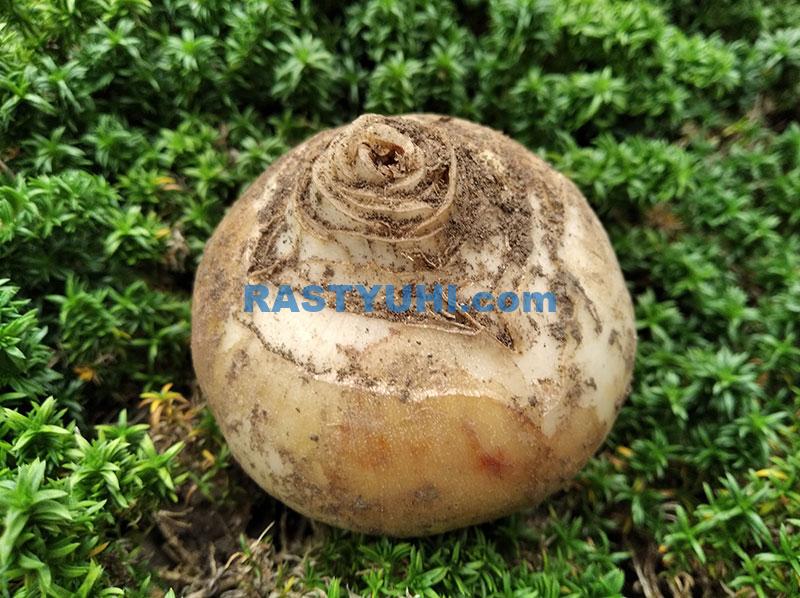 Как посадить гиацинт Посадка луковицы гиацинта