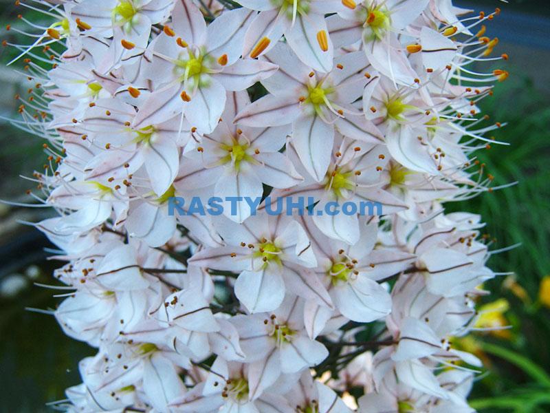 Эремурусы в моем саду Видео эремурус