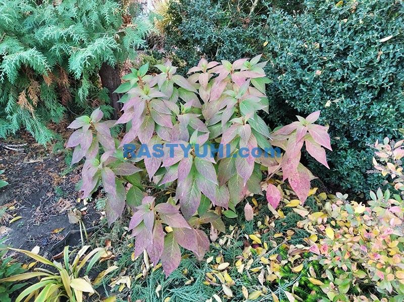 Как укрывать зимой гортензию крупнолистную Гортензия осенью