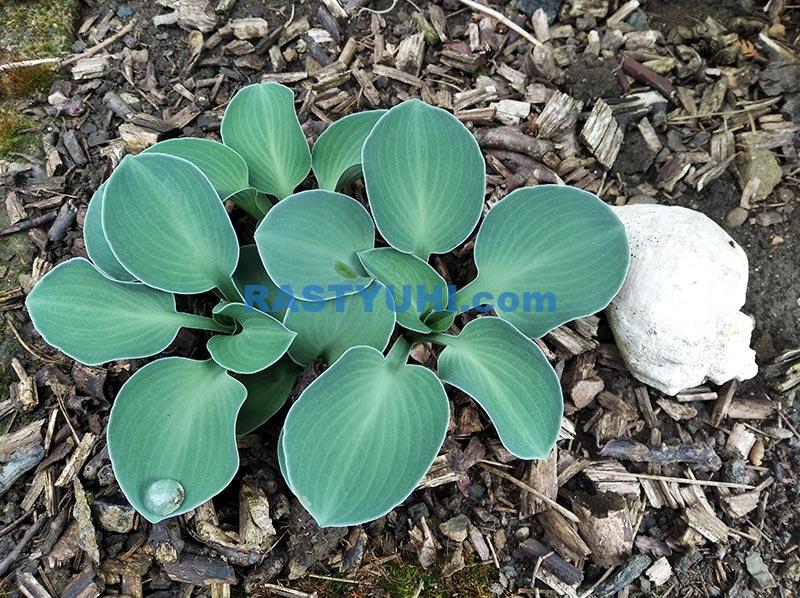 Разнообразие хост Миниатюрная хоста "Blue mouse ears"