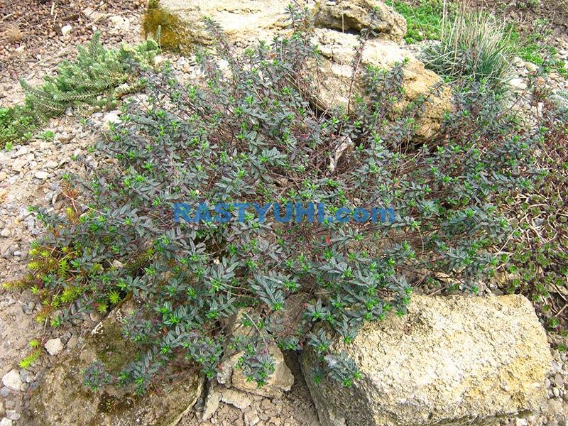 Полукустарники, украшающие сад зимой Вечнозеленые полукустарники