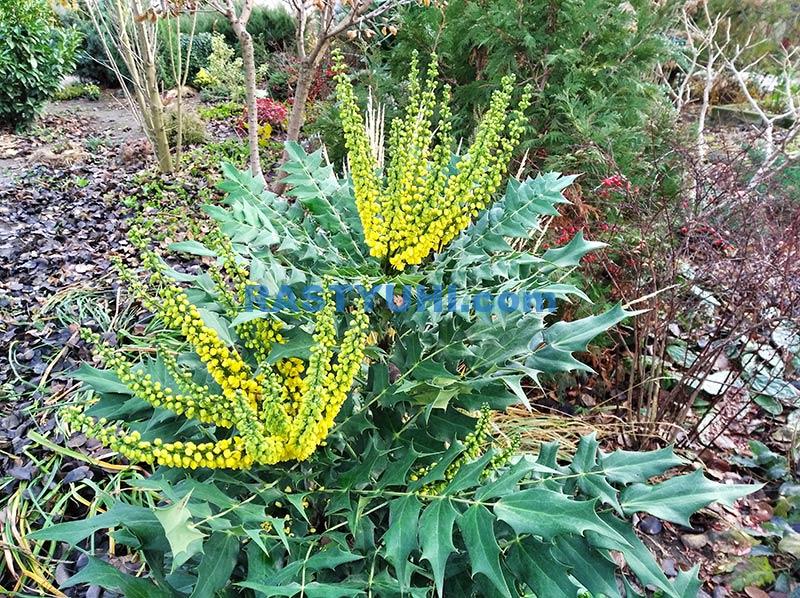 Магония средняя: зимнее солнце в саду Видео о магонии средней