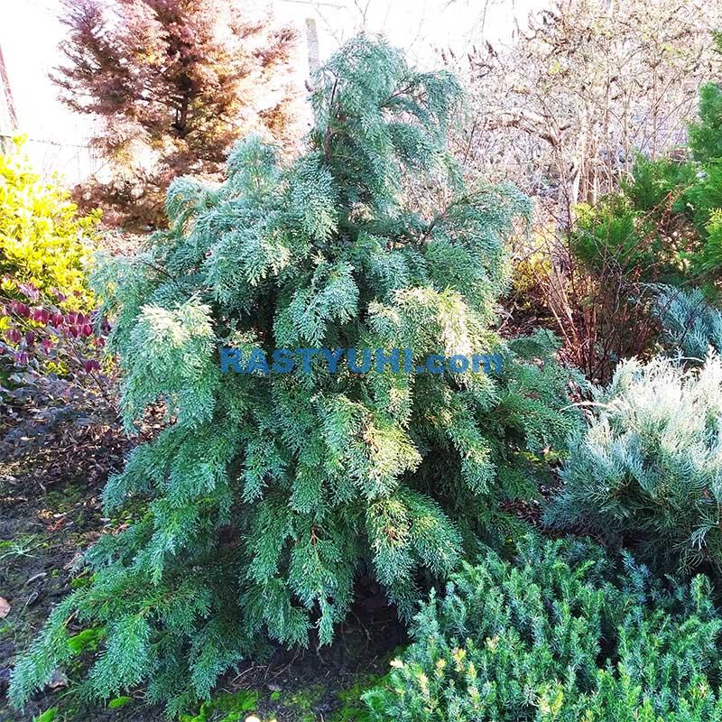 Кипарисовик - украшение сада или "головная боль"? Кипарисовик Лавсона Globosa