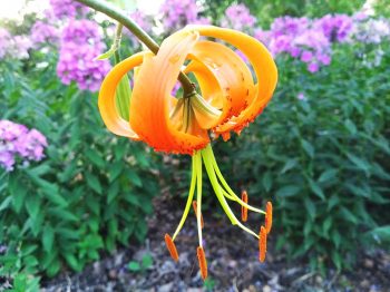 liliya-henryi