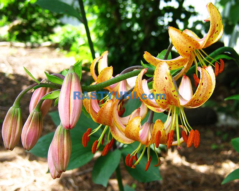 Лилия мартагон Guinea gold