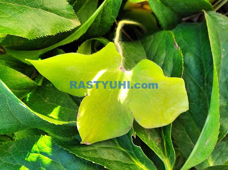 Вечнозеленые травянистые многолетники Вечнозеленые многолетники