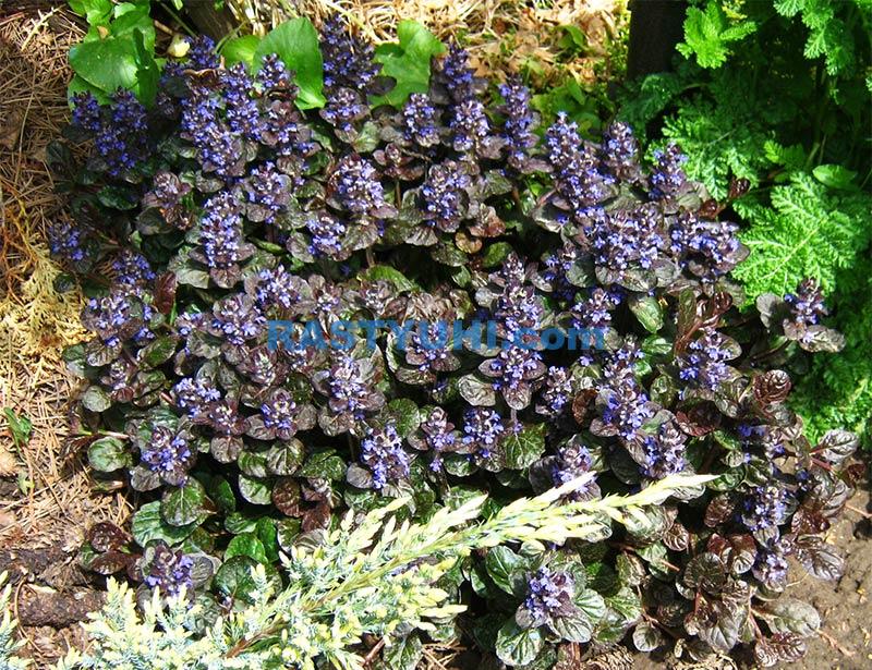 Живучка – яркий ковер в саду Ajuga reptans Black Scallop