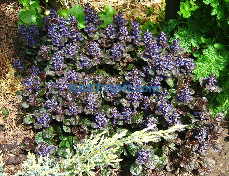 ajuga-reptans-black-scallop