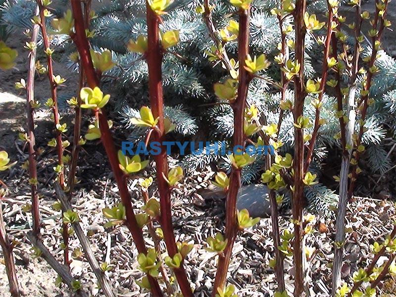 Обрезка и формирование барбарисов Барбарис Maria весной