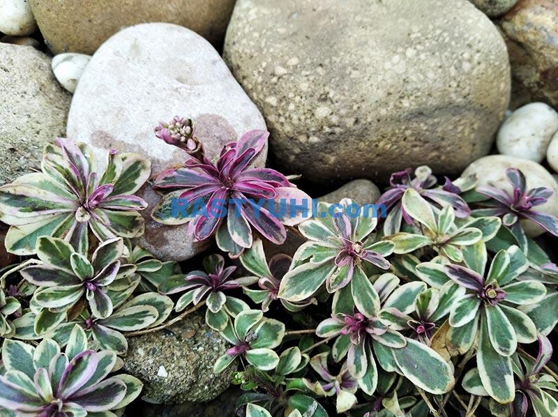 Вечнозеленые почвопокровные многолетники зимой Видео почвопокровные