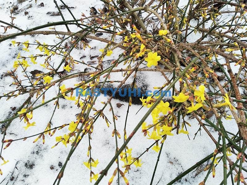 Жасмин это кустарник или дерево фото, видео - 38rosta.ru