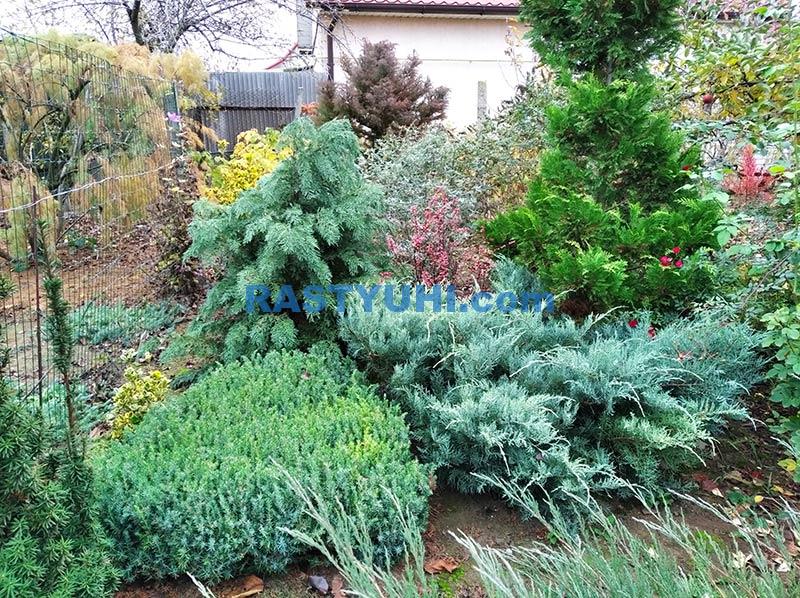 Использование разных сортов можжевельника в ландшафтном дизайне kompoziciya-s-mozhzhevelnikami