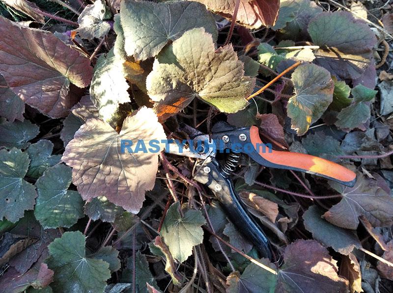 Как омолодить гейхеру обрезкой? Видео об обрезке гейхеры