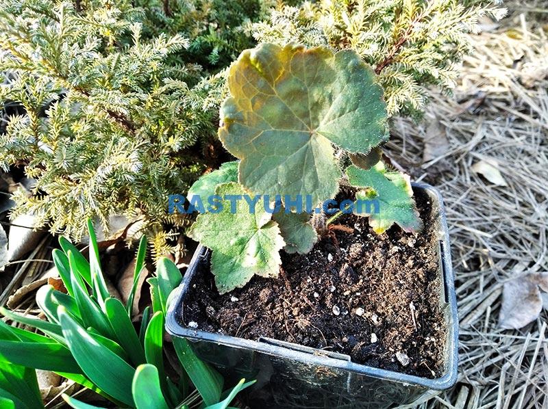 Размножение гейхеры: черенкование, деление куста. Размножение гейхеры