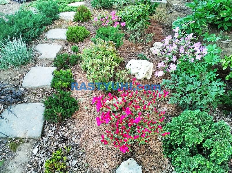 Теневыносливые хвойные. Видео хвойные для тени