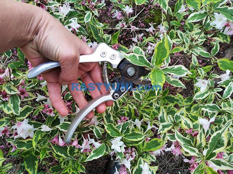 Обрезка вейгелы Обрезка вейгелы