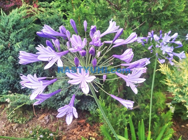 Агапантус: секреты выращивания в саду Видео агапантус