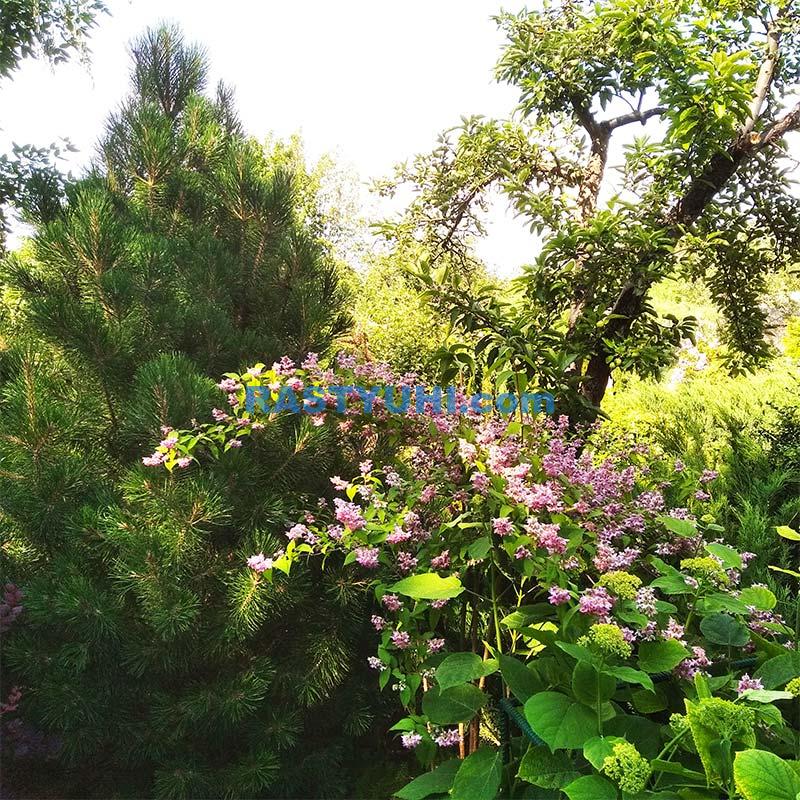 Великолепная дейция Видео дейция