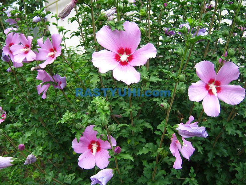 Гибискус сирийский: мои сорта, опыт выращивания Видео о гибискусе сирийском