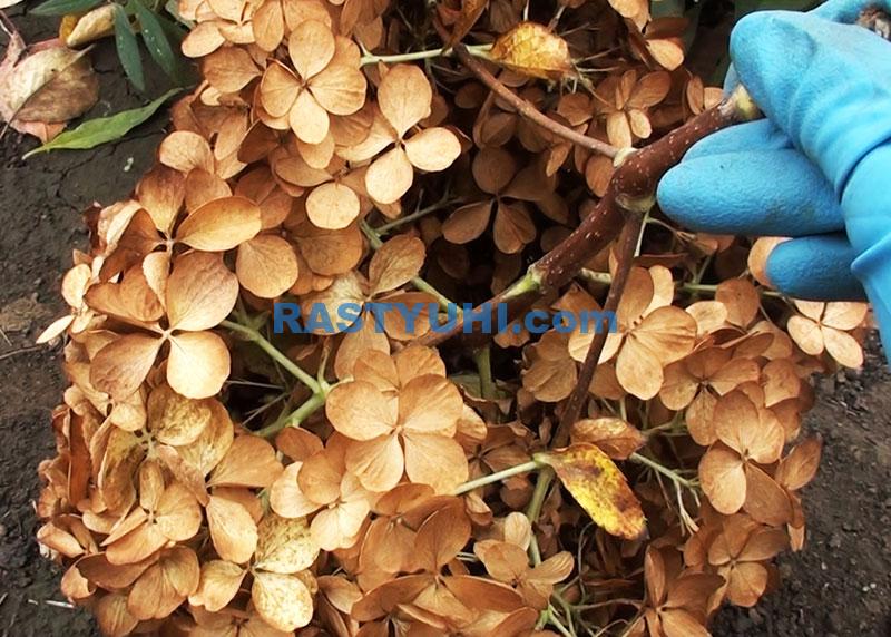 Стоит ли обрезать кустарники осенью? Видео обрезка гортензии осенью