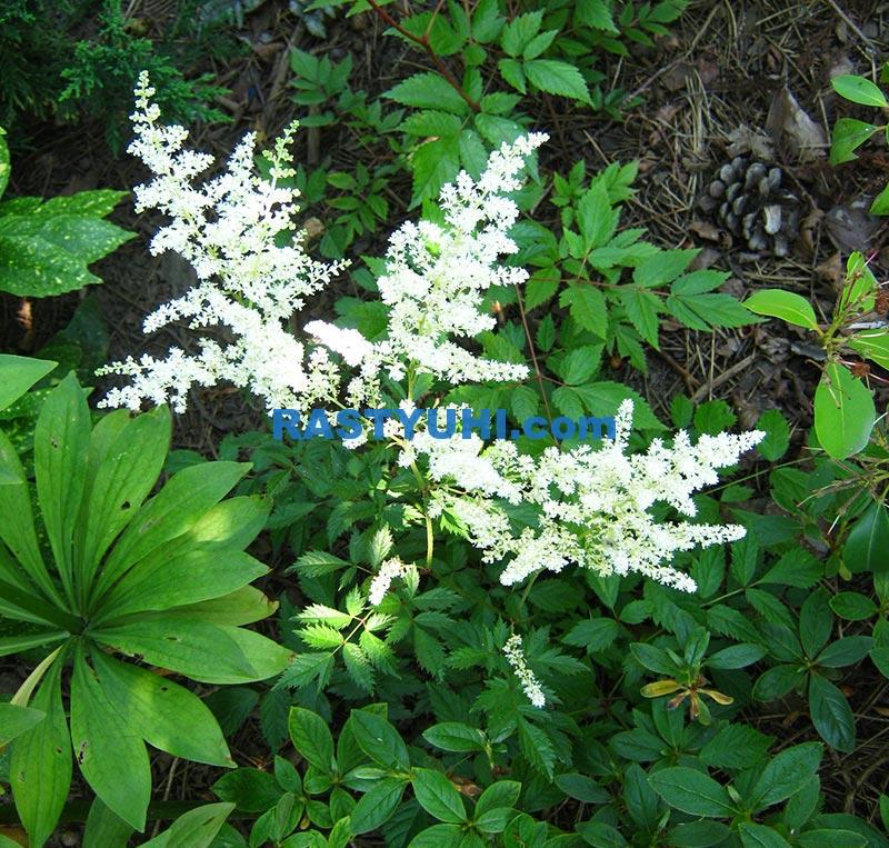 Астильба – фееричное цветение в саду cvetenie-astilby