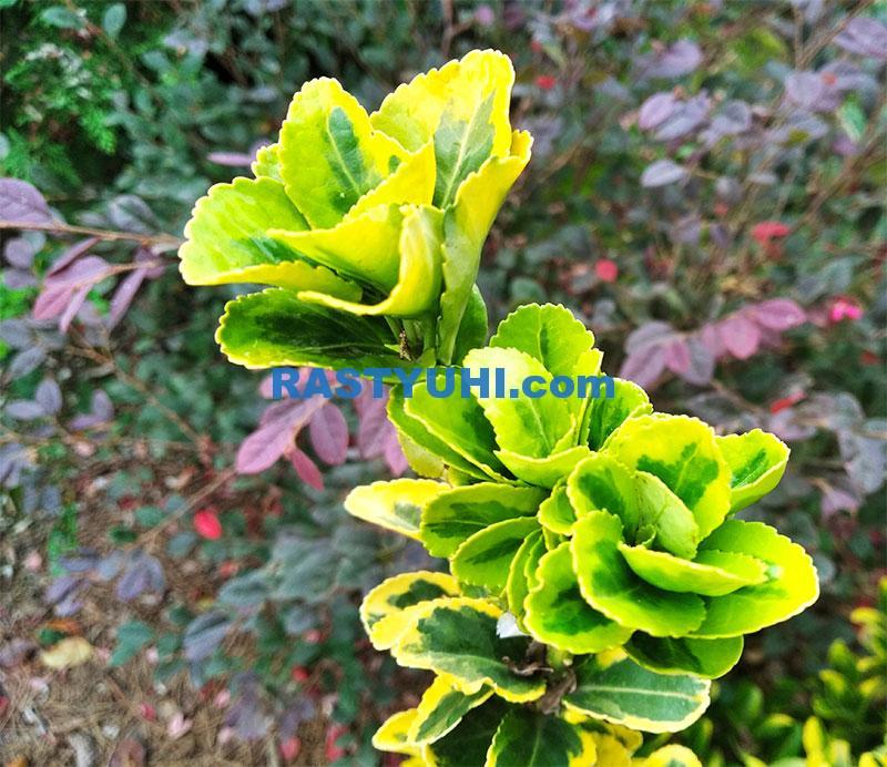 Бересклет японский в открытом грунте Видео о бересклете японском