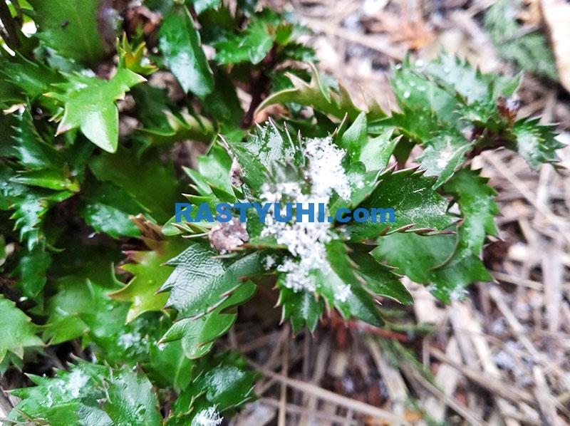 Новые вечнозеленые кустарники моего сада Видео вечнозеленые кустарники