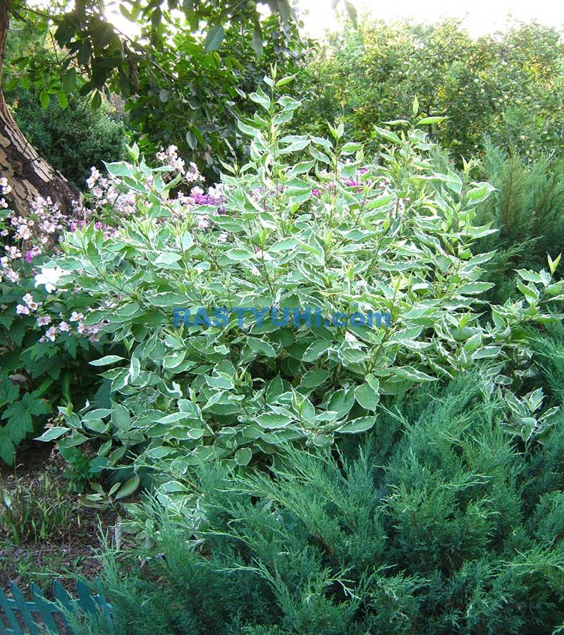 Разноцветный дерен белый Дерен белый Sibirica Variegata