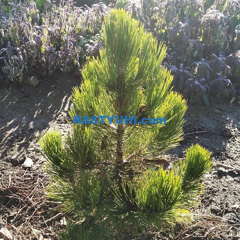 Весенние «ожоги» хвойных растений Мороз и солнце сосне нипочем