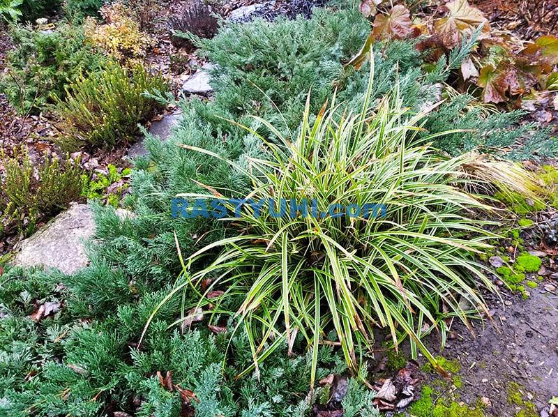 Вечнозеленые декоративные травы и злаки. Часть 1. Видео вечнозеленые травы