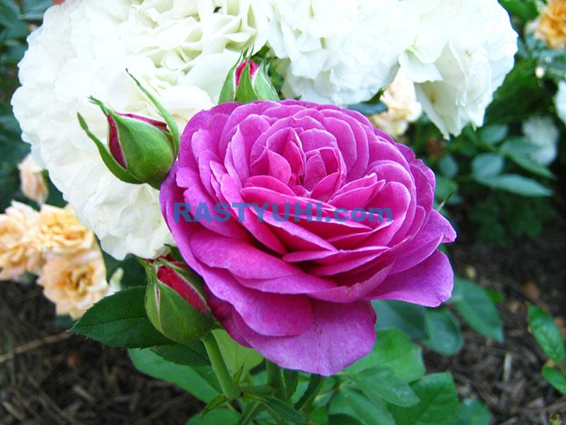 Розы – первые растения в саду roza-floribunda-heidi-klum