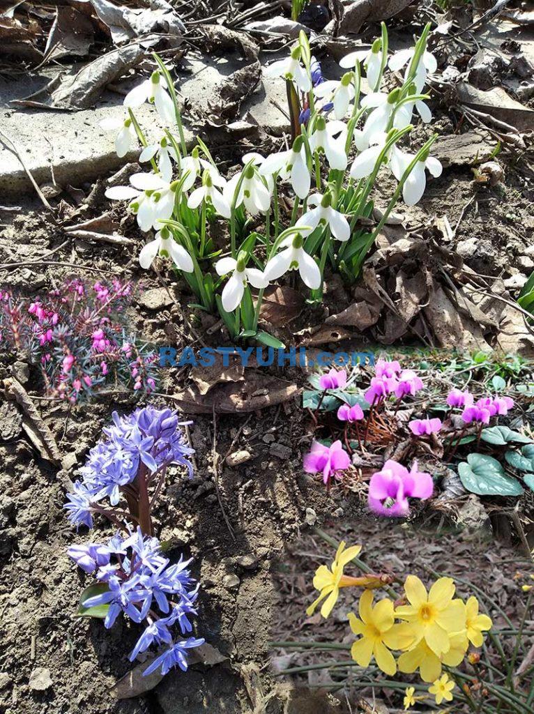 Цветение сада в феврале Что цветет в феврале