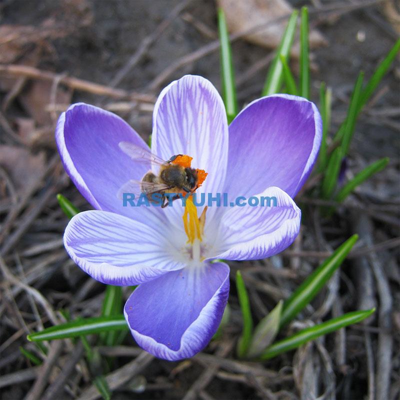 Весенние крокусы в моем саду Видео о крокусах