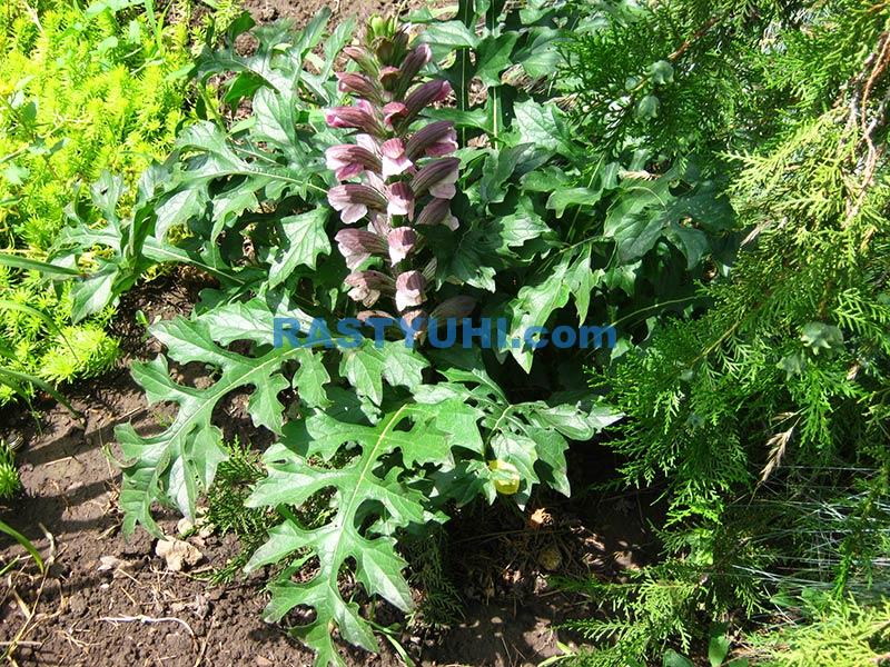 Акант венгерский Видео акант