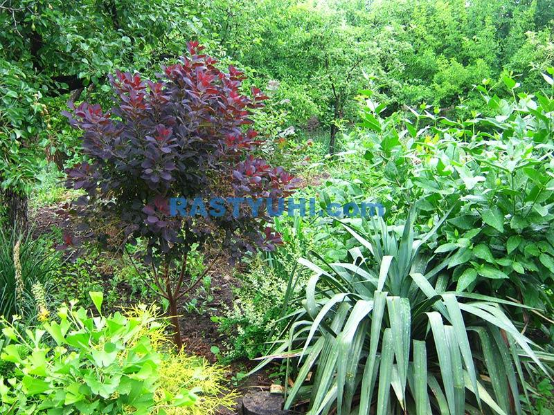 Скумпия кожевенная: плюсы и минусы Видео скумпия