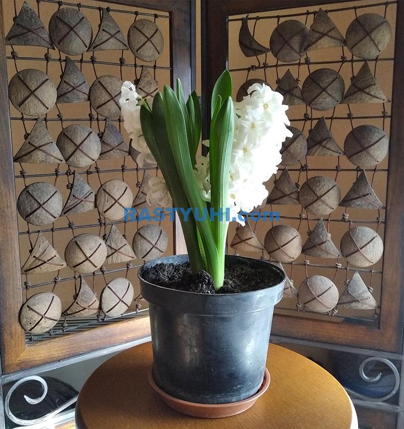 Выгонка гиацинта: пошаговая инструкция Видео выгонка гиацинта