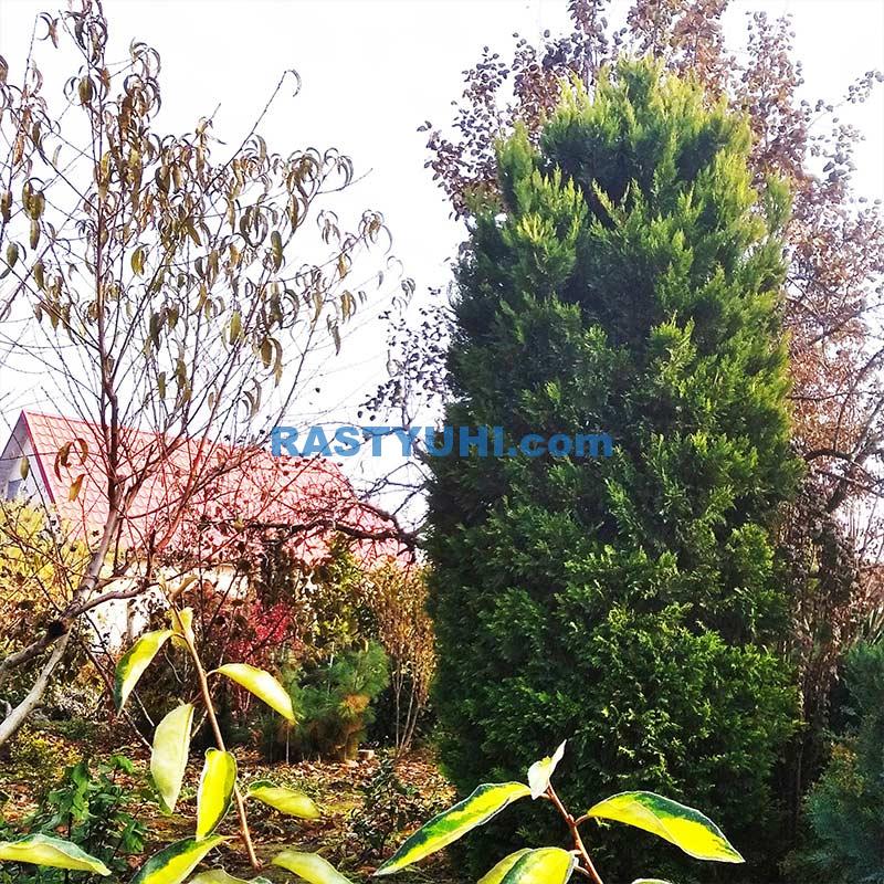 Купрессоципарис Лейланда "Gold Rider" Видео купрессоципарис Лейланда