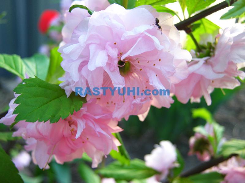 Луизеания - замена японской сакуре в саду Цветы миндаля декоративного - луизеании