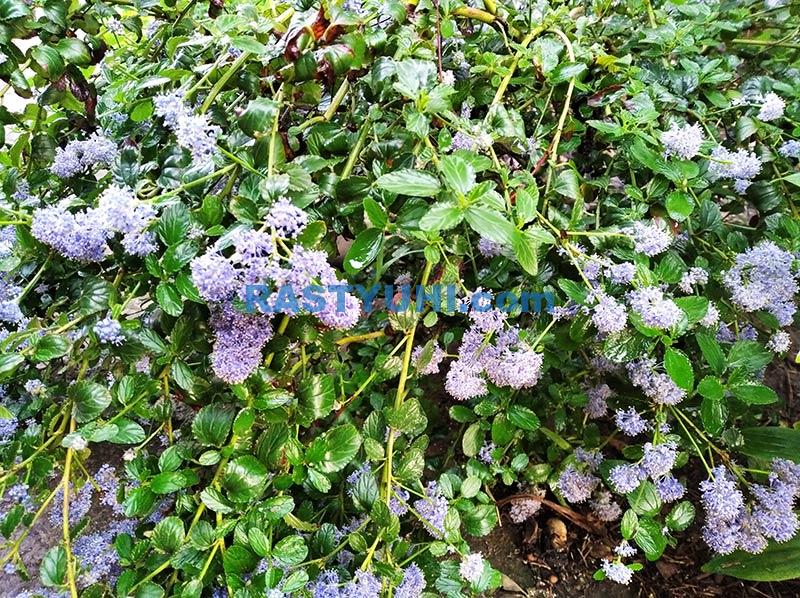 Слабозимостойкие вечнозеленые кустарники Цеанотус видео