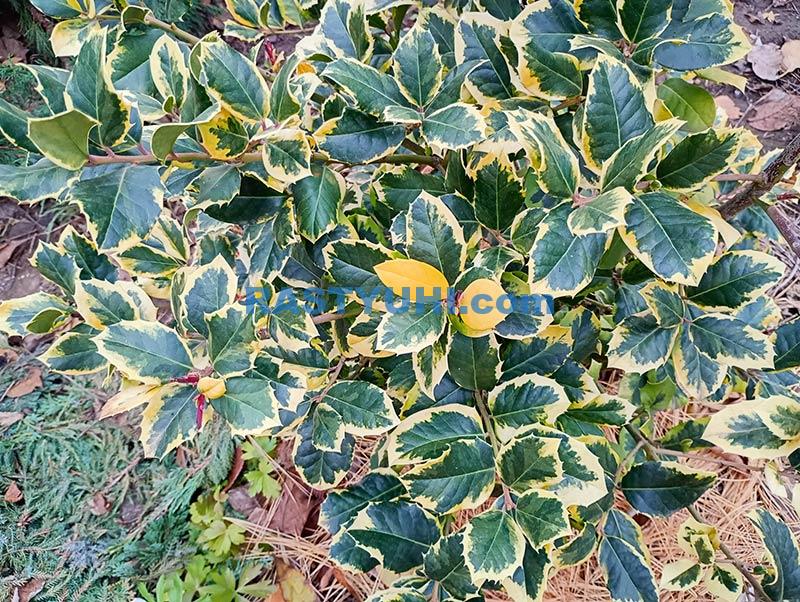 Обзор падубов в моем саду, часть 1 Падуб видео