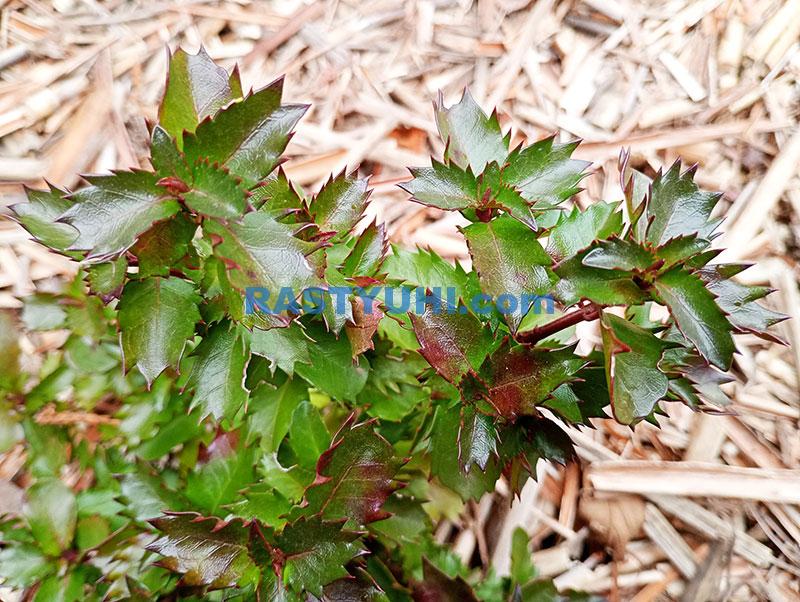 Падубы в моем саду, часть 2 Падуб видеоролик