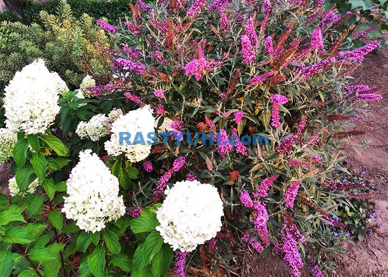 Буддлея Давида в моем саду Буддлея Давида в моем саду